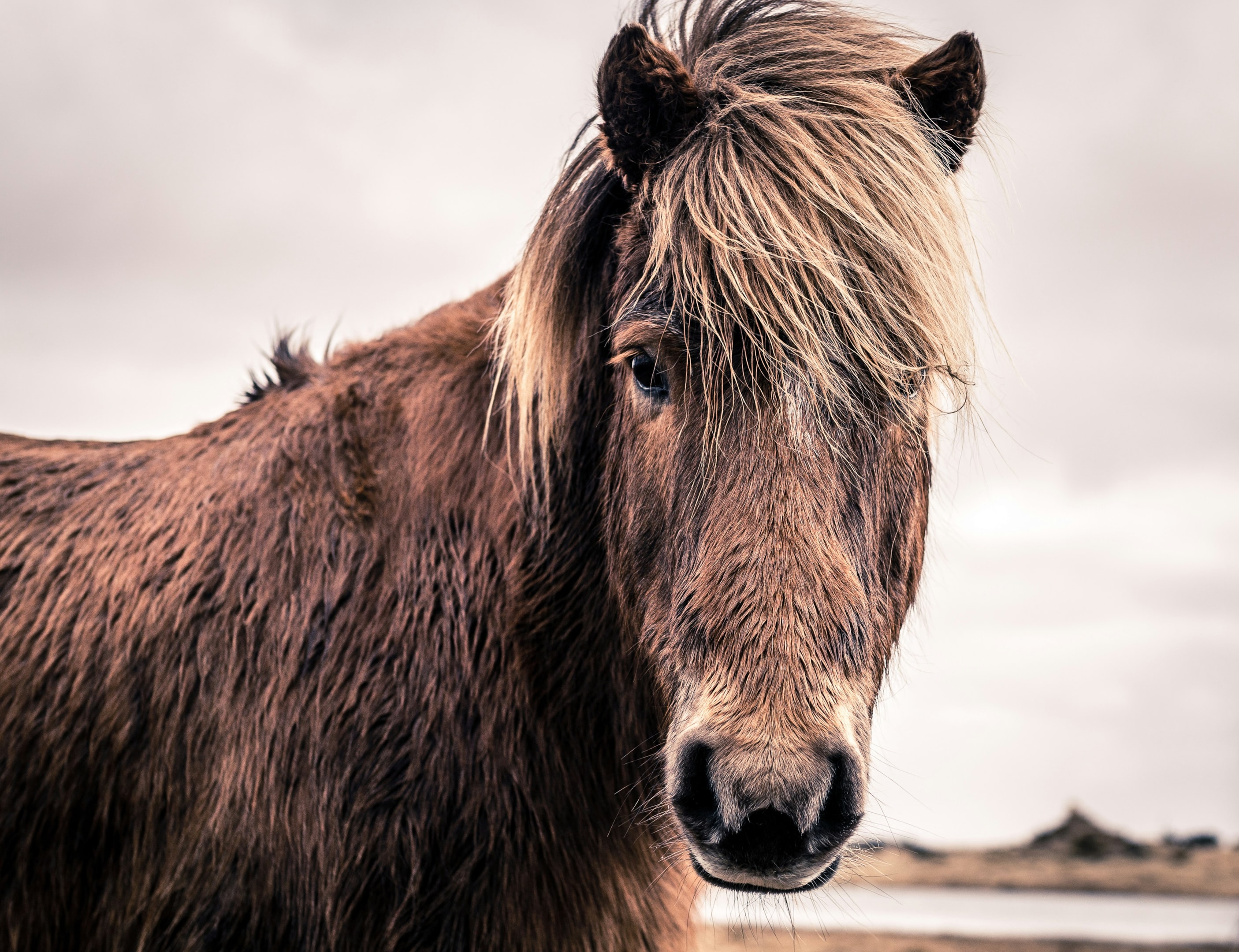 brown icelandic horse