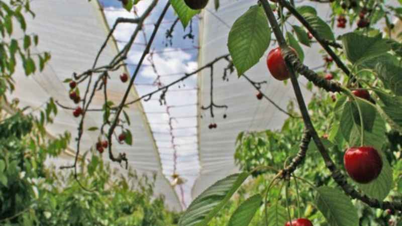 Lonas impermeables de plástico para cereza