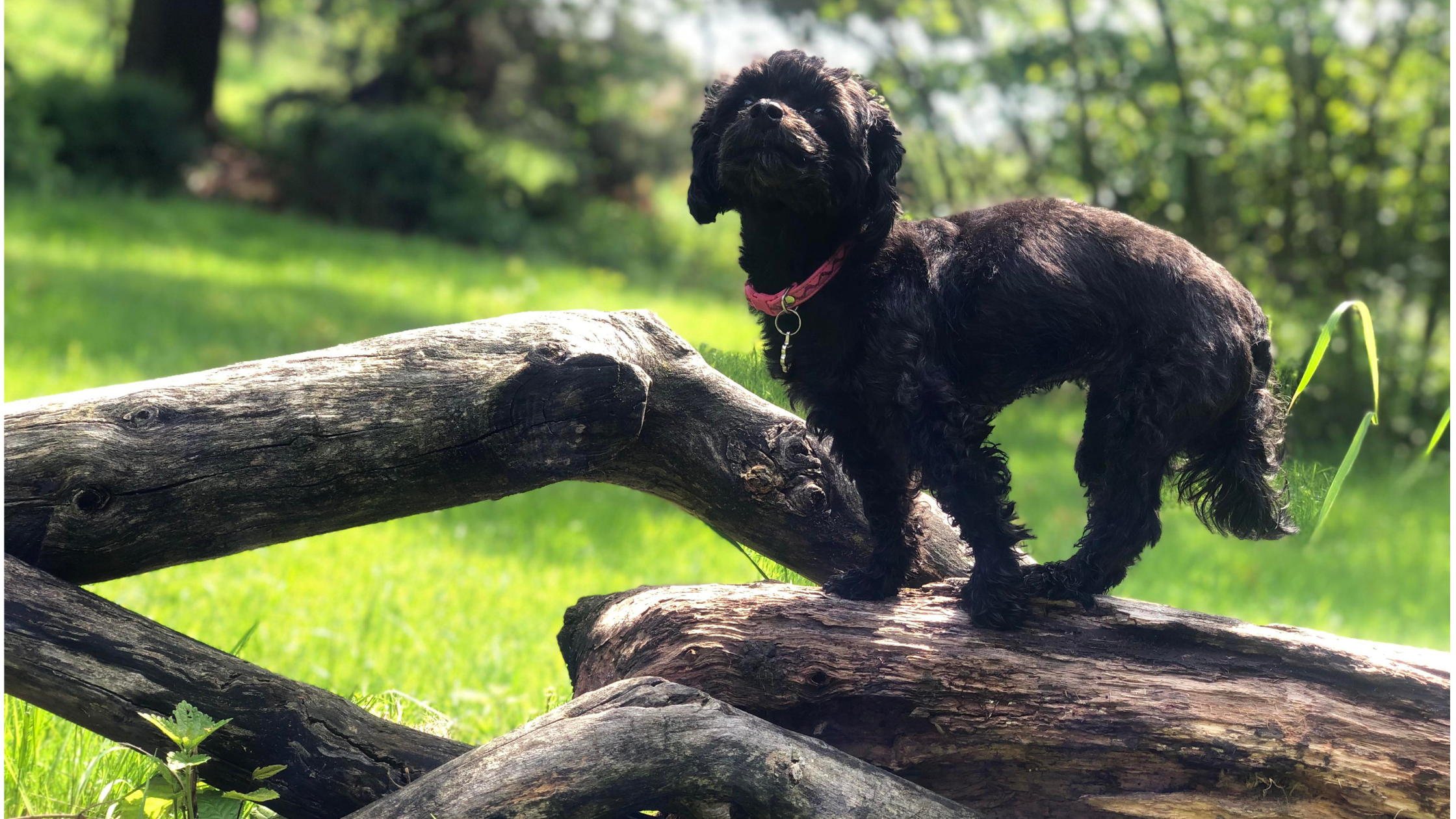 A Bolonka dog balancing on a felled tree