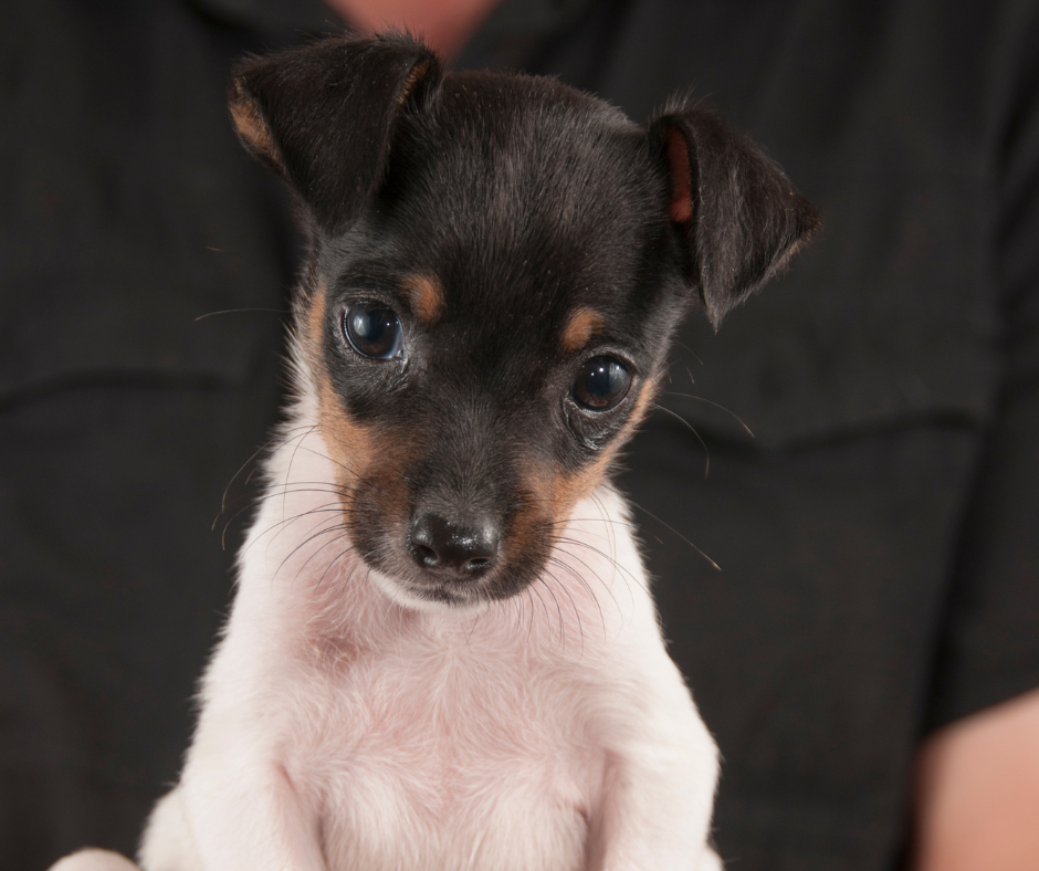 A puppy Toy Fox Terrier