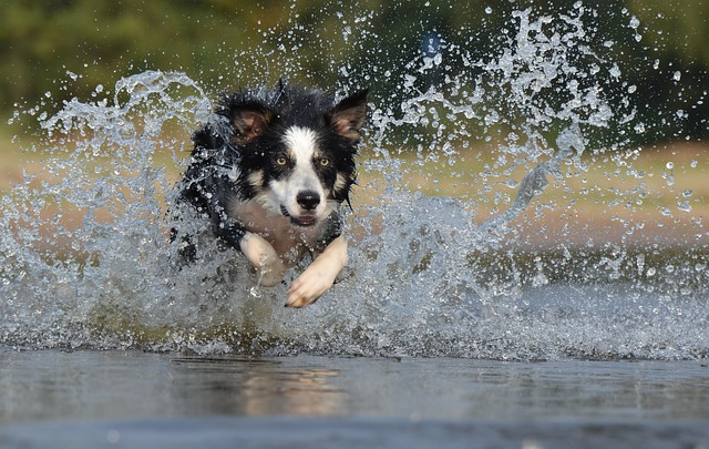 border collie, leap, water