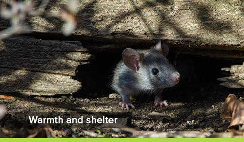 Top 5 things that attract rodents - Competitive Pest Control
