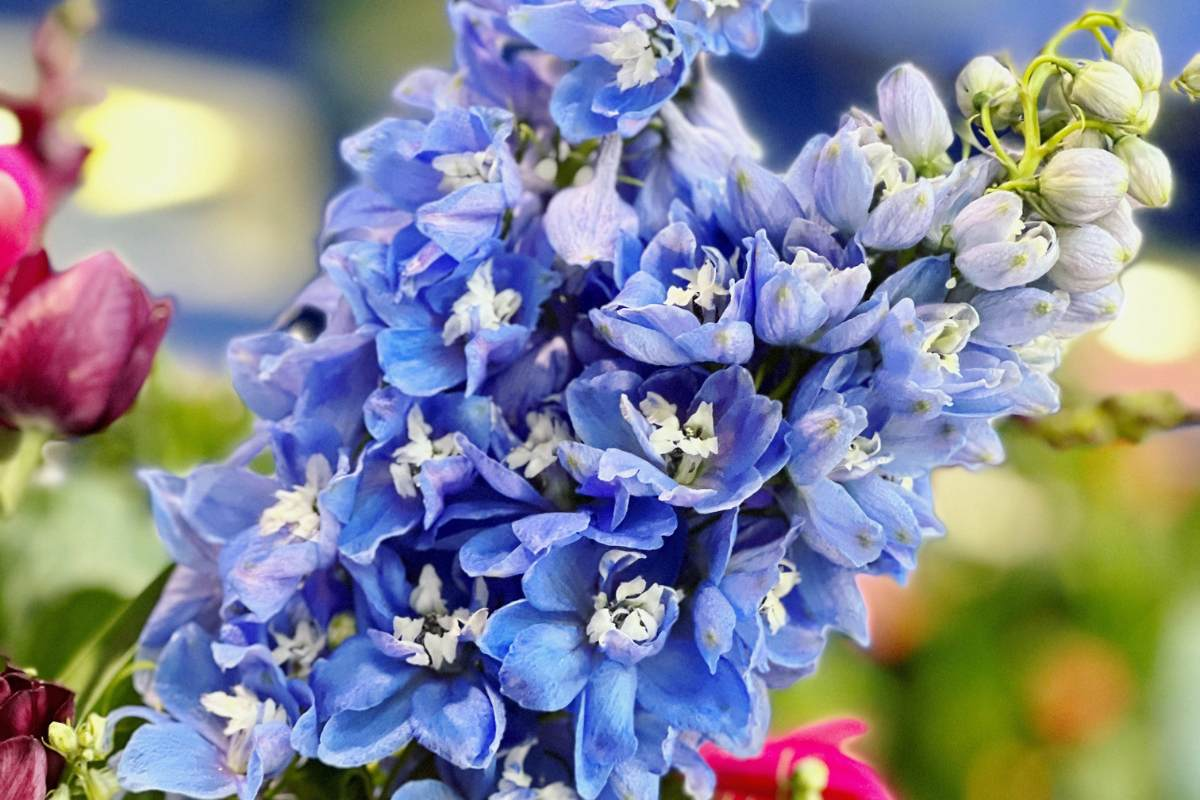 get well soon messages, well wishes, healing vibes, hospital stay, begin treatment, delphinium