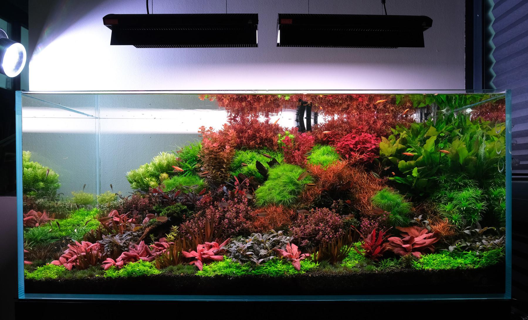 Colorful aquarium lit by two LEDs hung from above.
