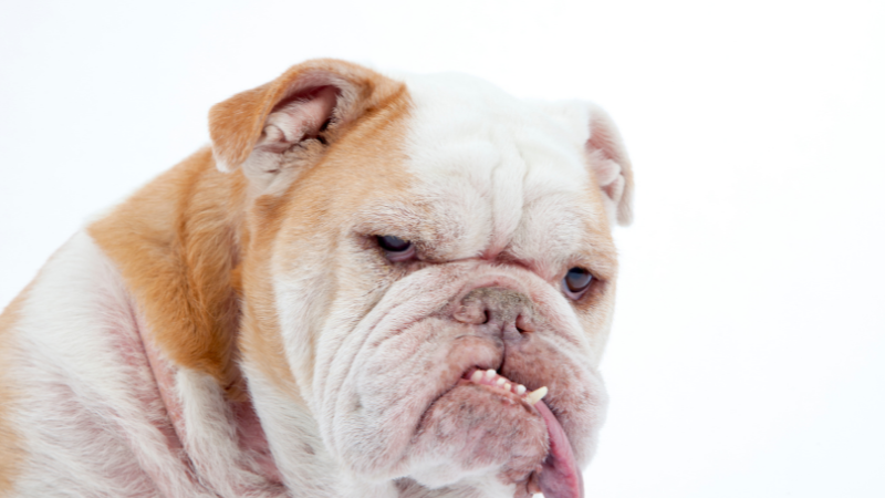 50a7f2ba 6424 4933 b5ac 63cbe3a5f6d9 12 Unique Types of Bulldogs Along With Their Characteristics