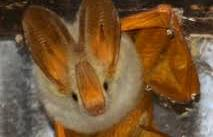 bat, yellow winged bat 