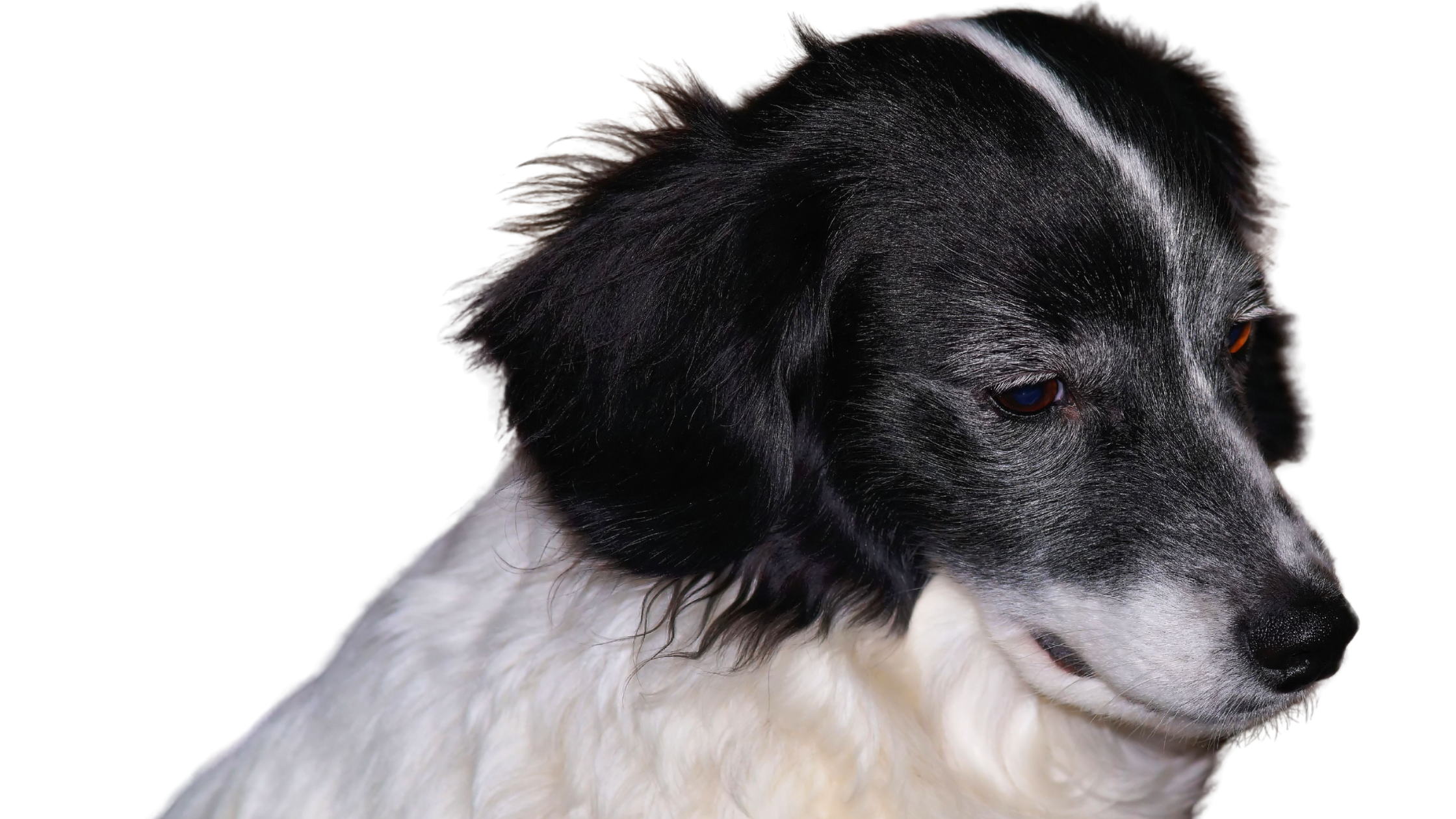 A faceview of a Stabyhoun on a white background