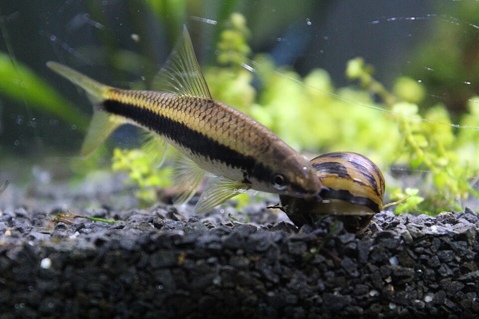 Species like Siamese algae eaters can help reduce algae
