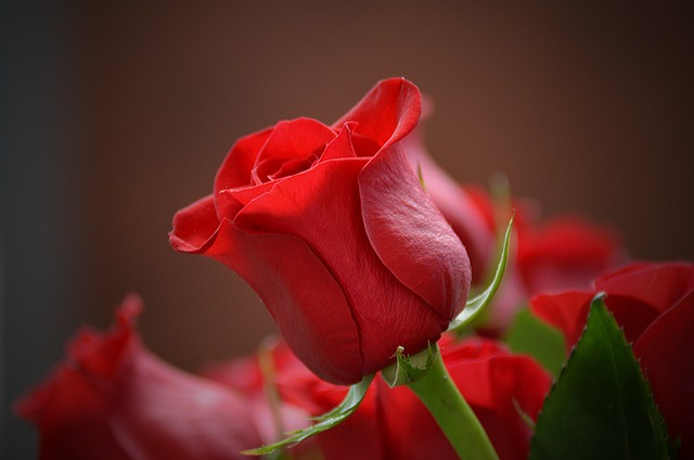 flower, rose, red