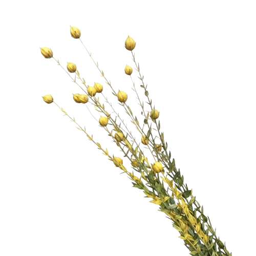 flax - valheim