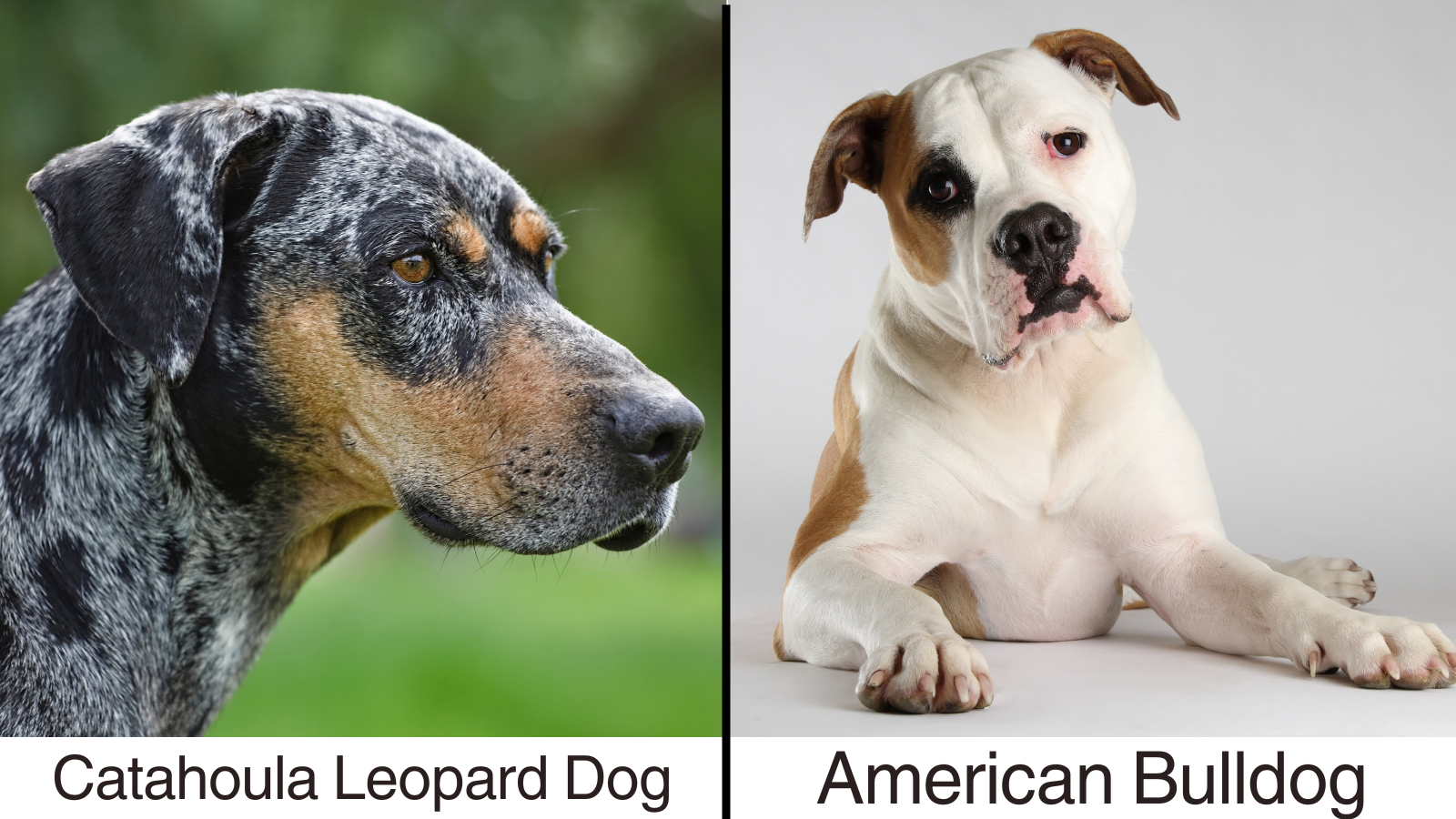 A Photo Collage of the Catahoula Leopard Dog and the American Bulldog