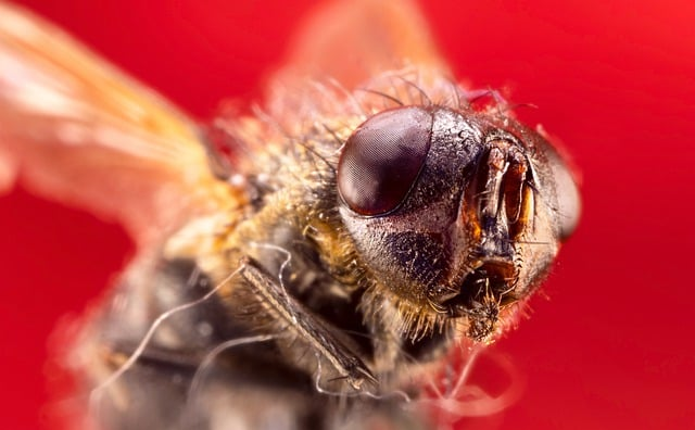 housefly, fly, insect