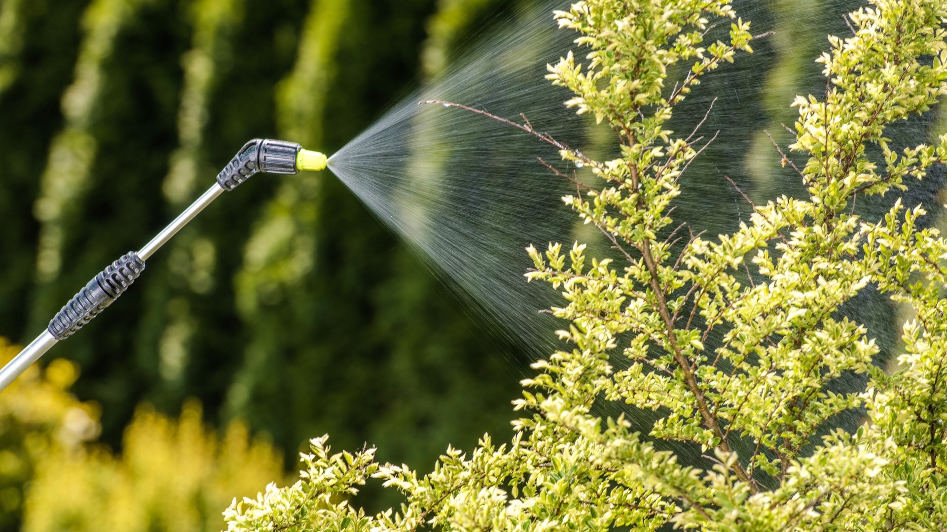 Mosquito killer being sprayed on a bush within a lawn.