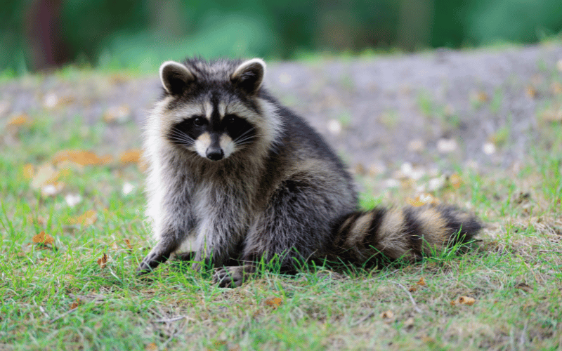 raccoon removal troy