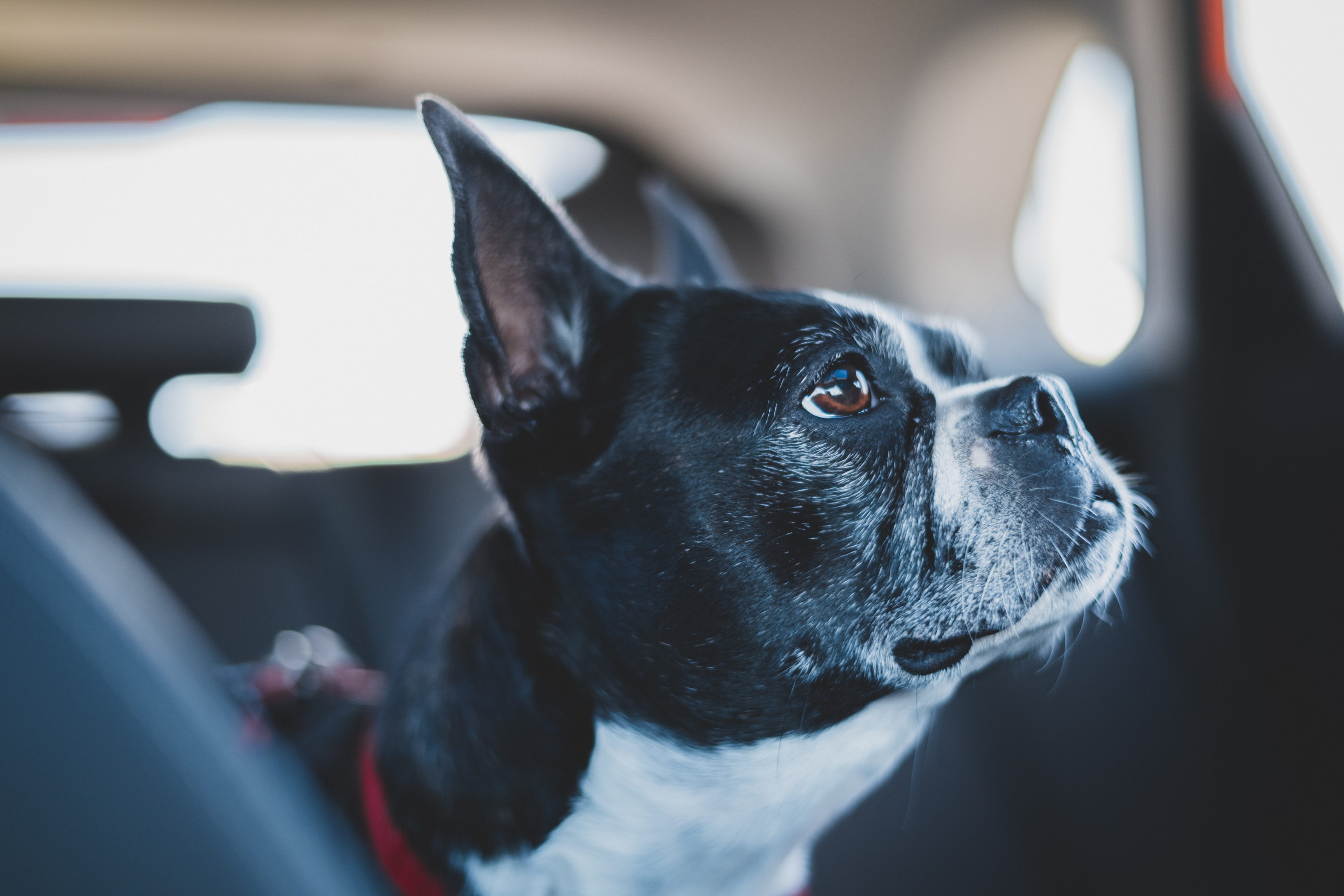 Senior Boston Terrier sitting in the car