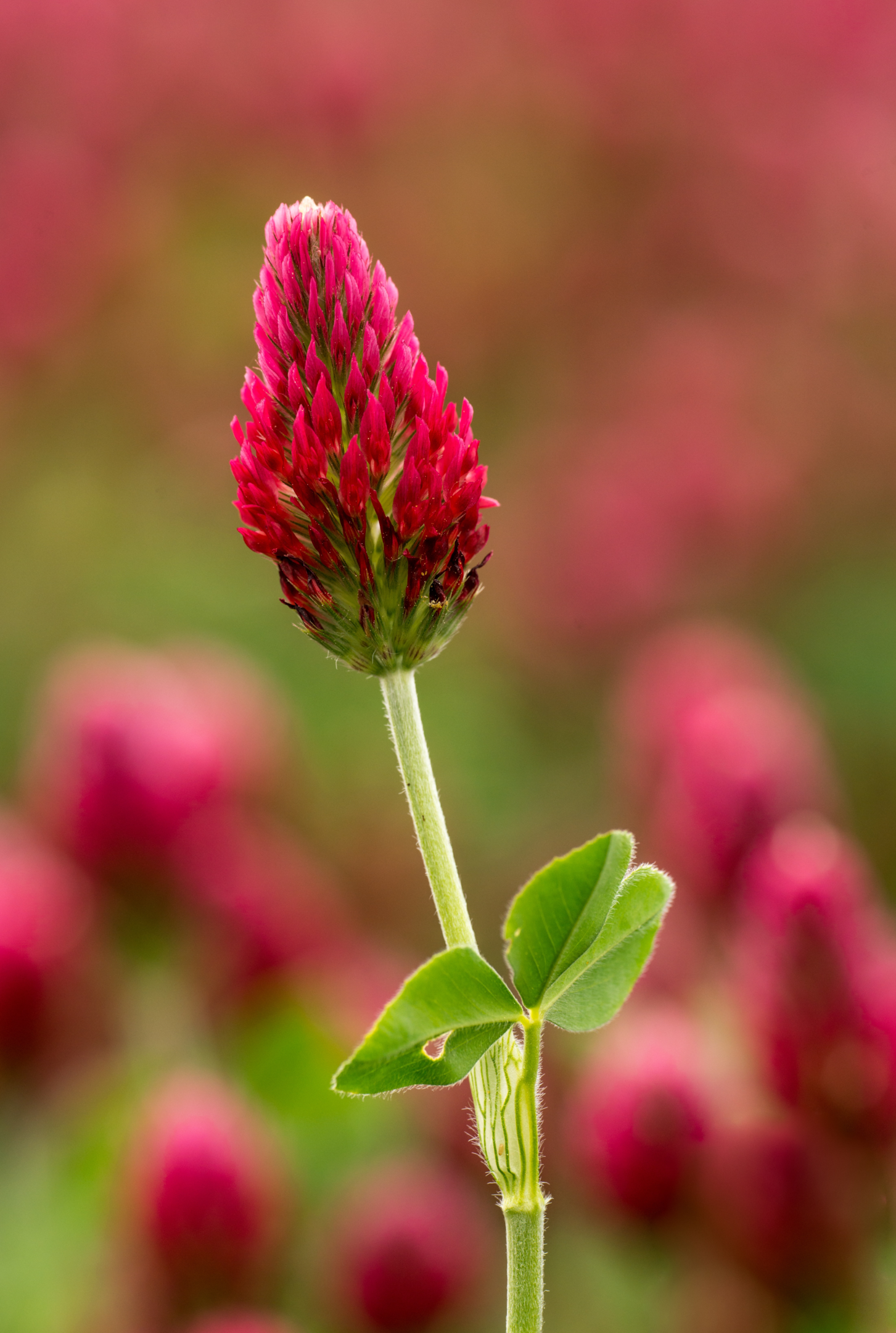 Planta de trevo vermelho