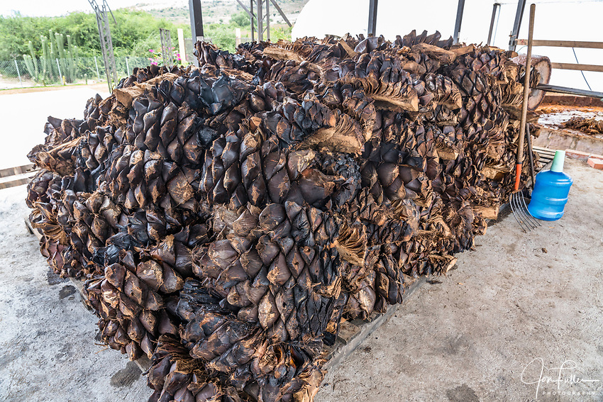 Harvested Agave