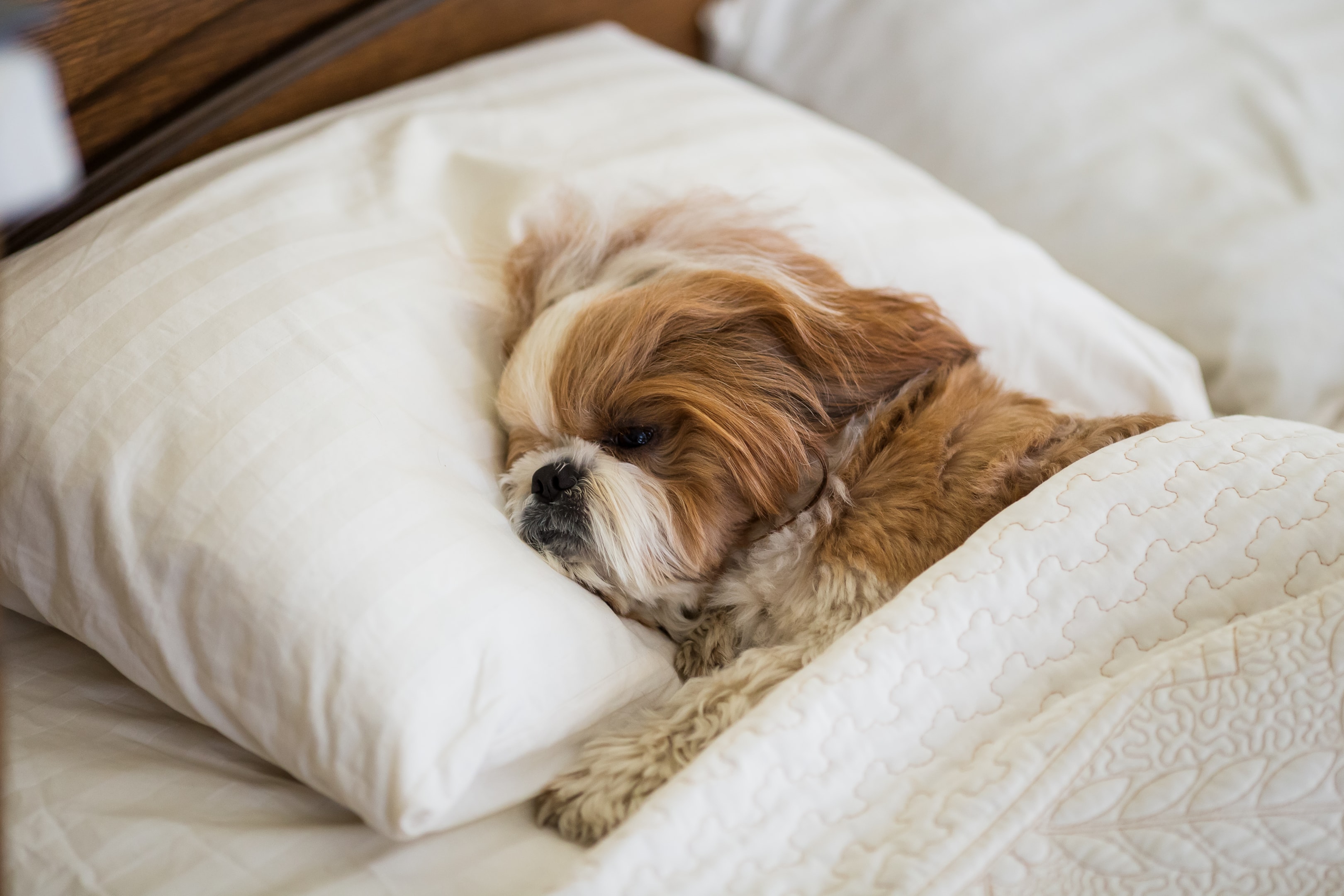 A pampered Shih Tzu laying on a pillow