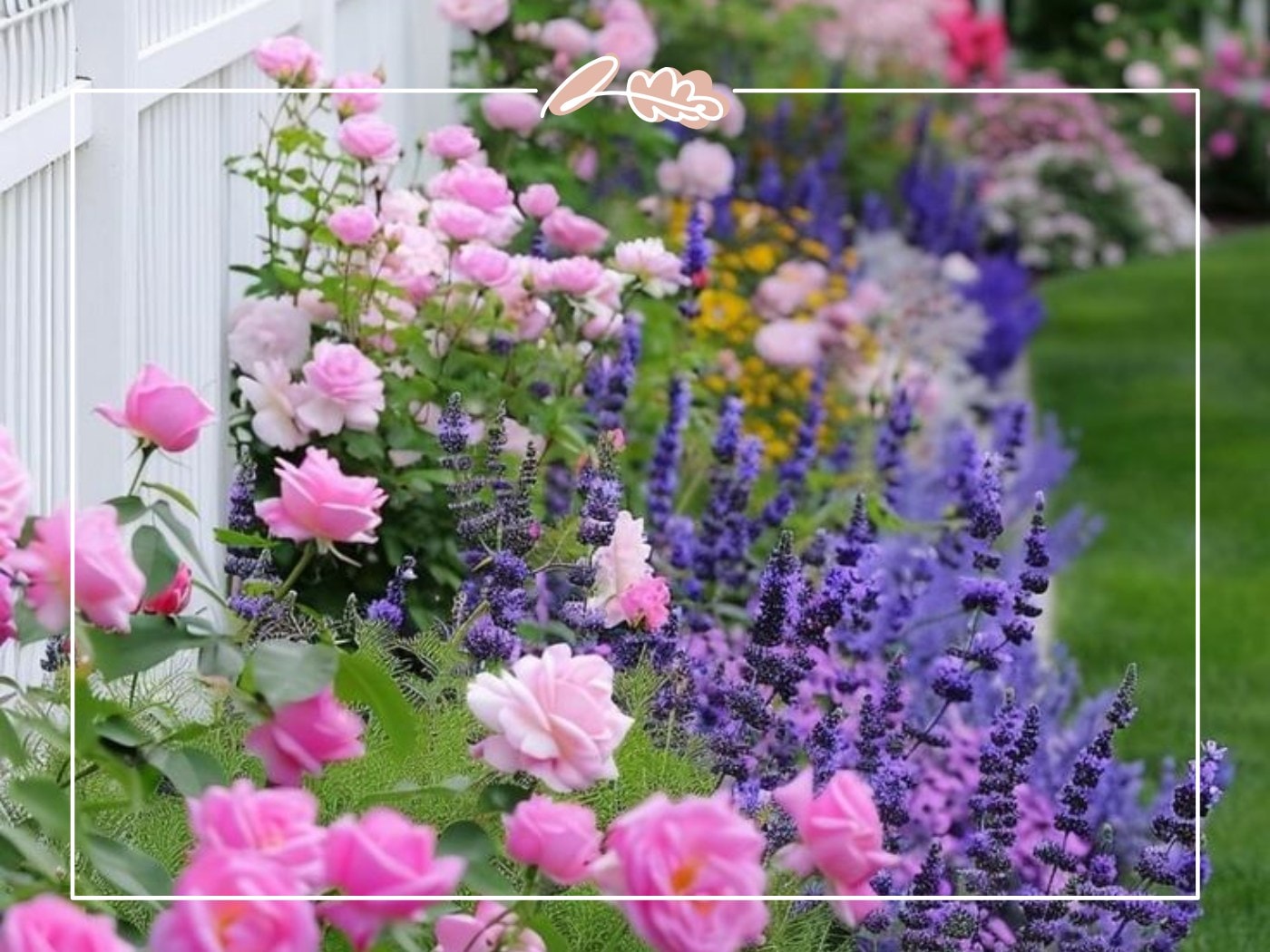 Classic garden border with pink roses and purple salvia – Top 50 Flower Species blog by Fabulous Flowers & Gifts.