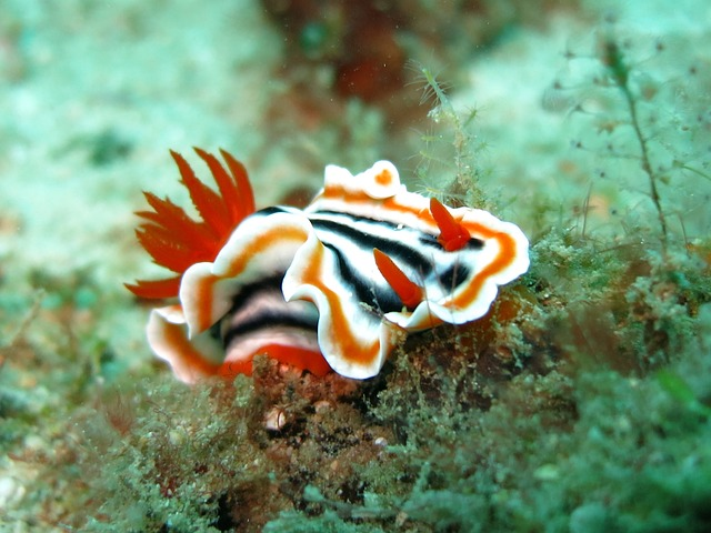 nudibranch, chromodoris, slug