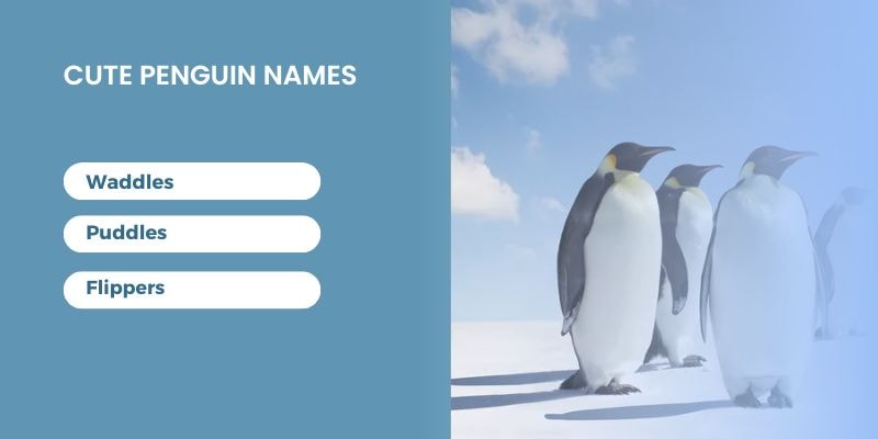 Cute-Penguin-Names