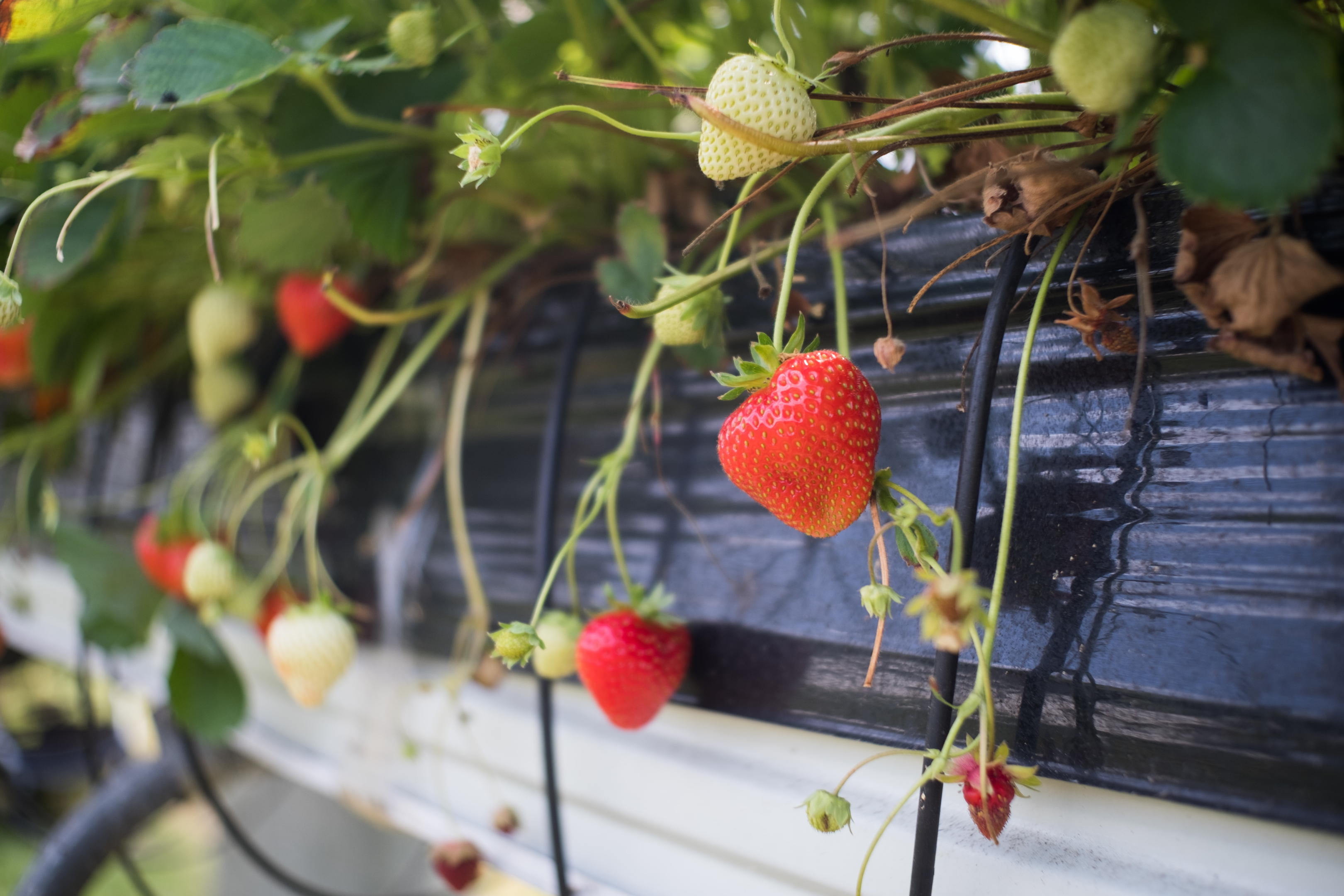 growing strawberries in hanging, growing strawberries,