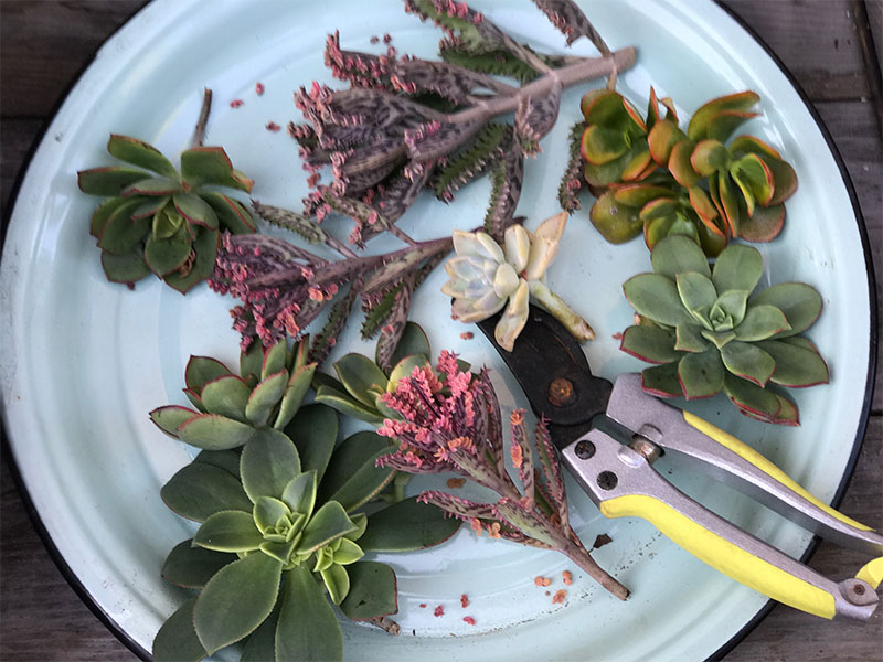 succulent cuttings sit on a blue plate with pruning shears for propagation or a craft in the garden