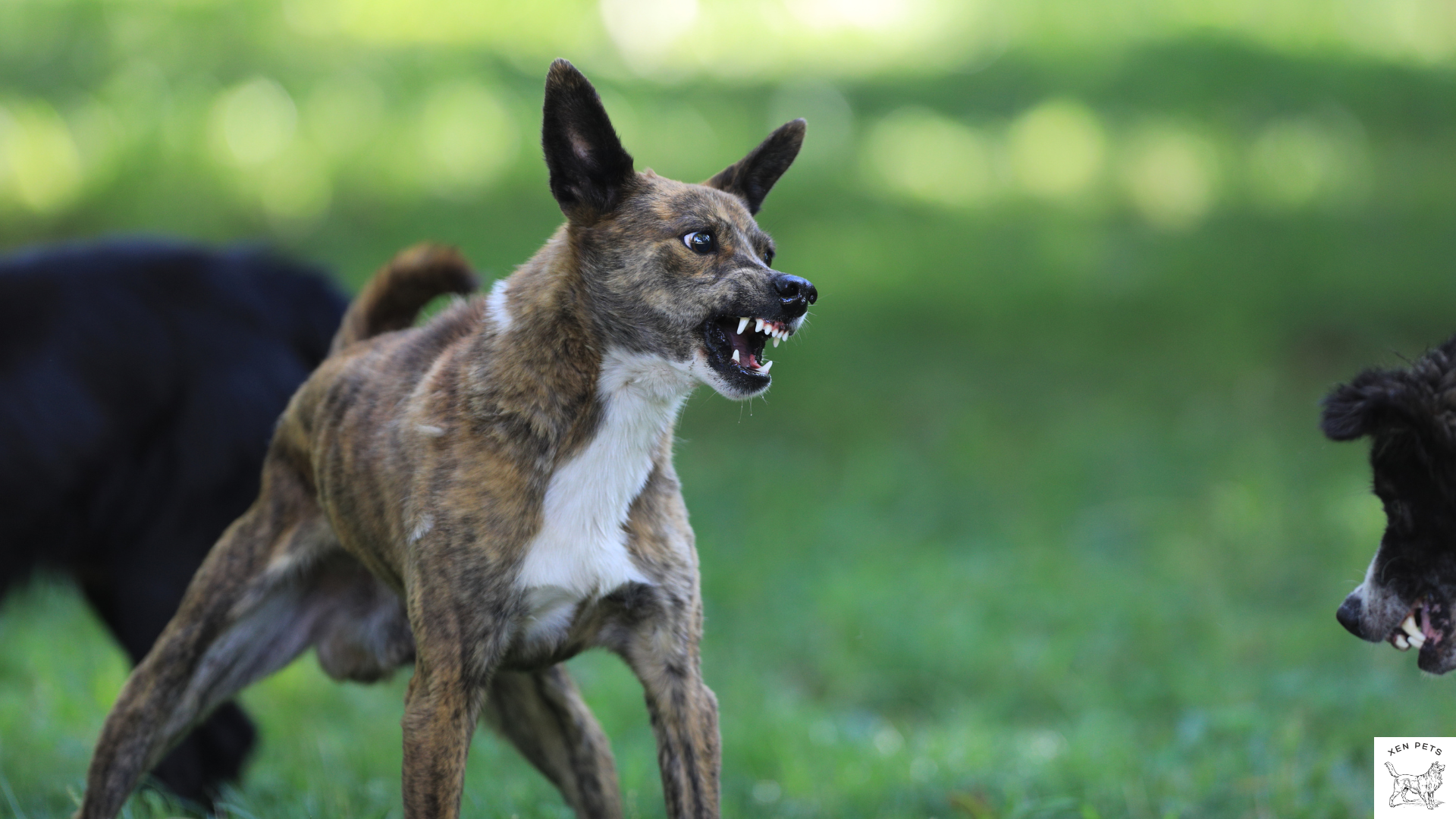 dog with stiff posture