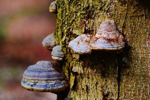 tree mushrooms, trees in Bensalem, PA
