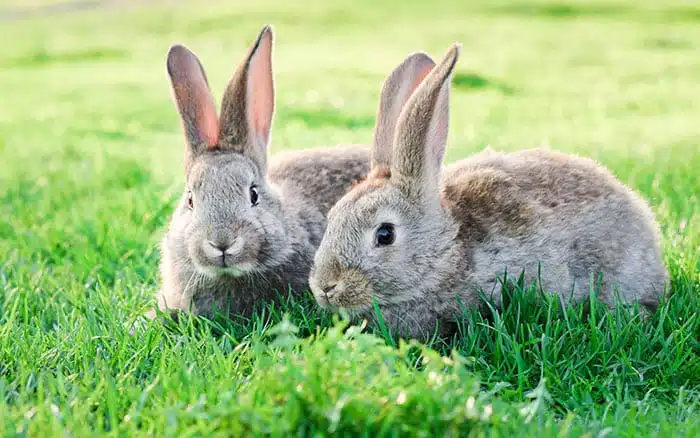 What Herbs Can Rabbits Safely Eat?, safety