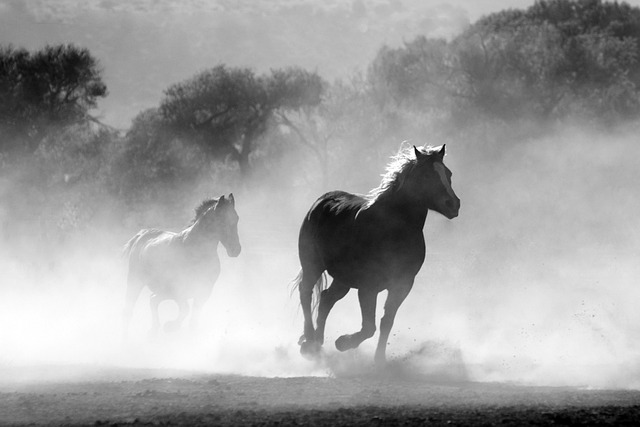 horses, galloping, running art movement