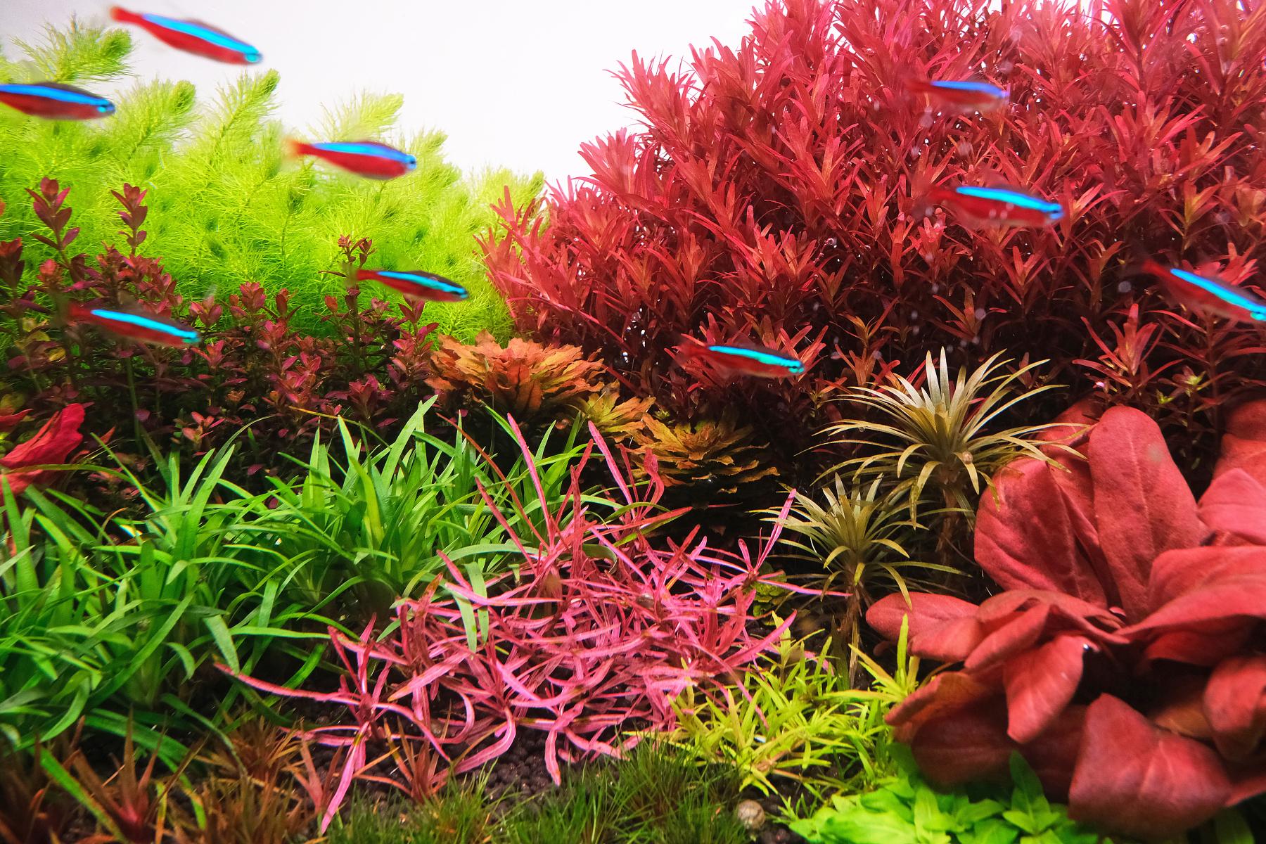 Rotala 'blood red sg' in the background of a densely planted aquarium