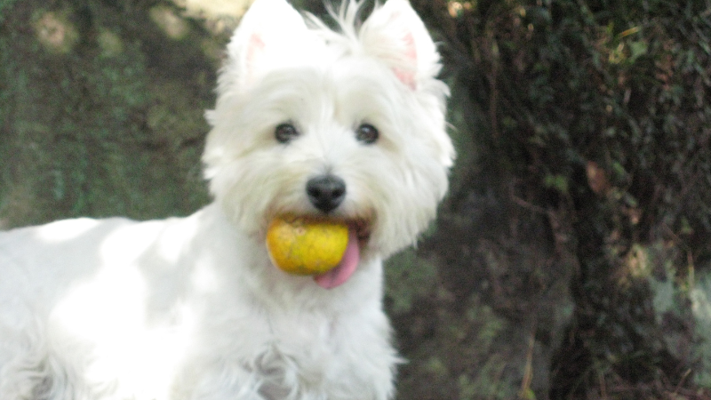 51ac62a0 fd93 4d94 b44c 7047940d8cb9 Can Dogs Eat Tangerines? Discover Safe and Healthy Treats