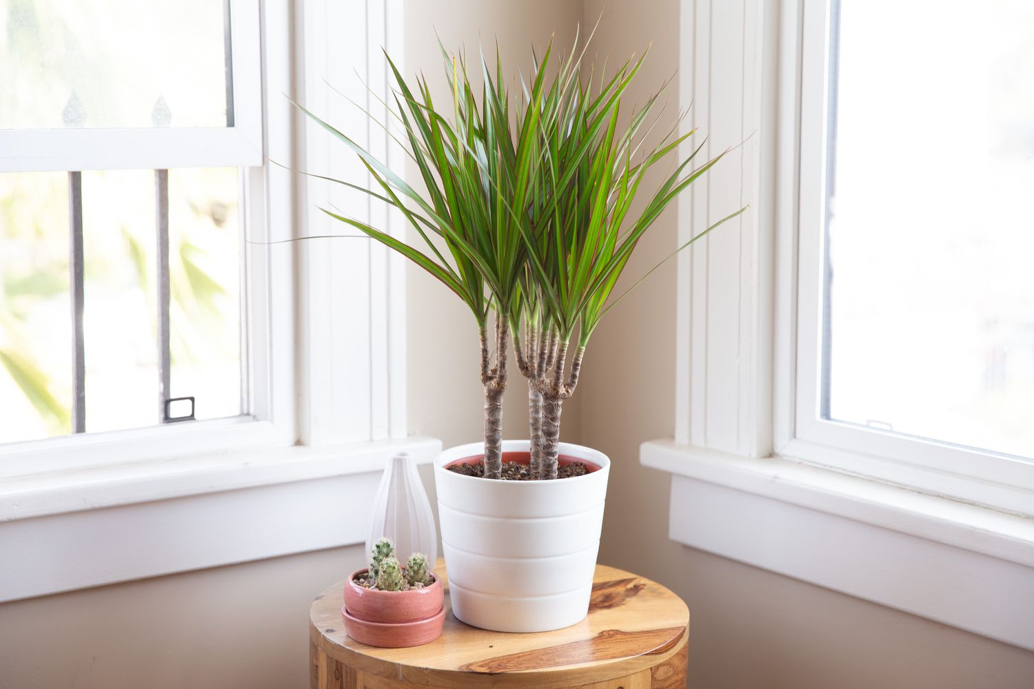 dracaena marginata, female dragon