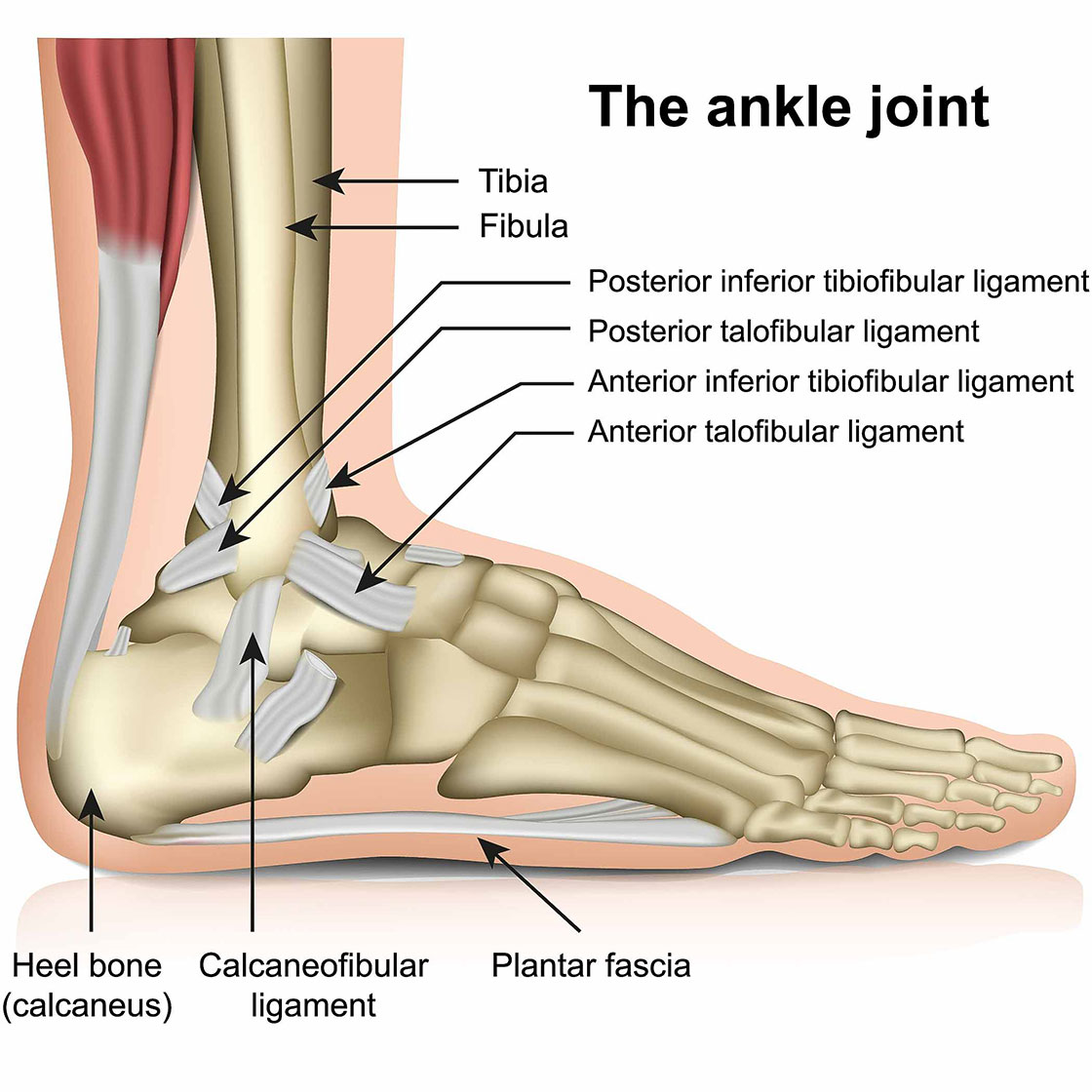 Depiction of the lateral ankle ligaments and structures.
