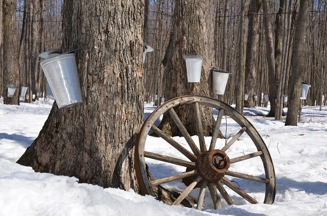 maple syrup, tree, maple