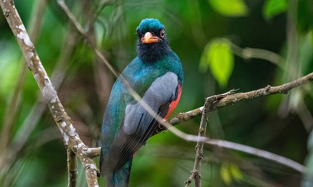 trogon, bird, perched bird