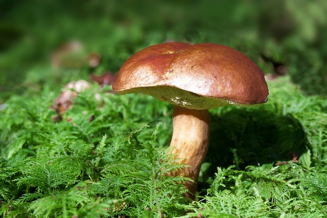 mushroom, bay bolete, boletus badius, mushrooms for dogs