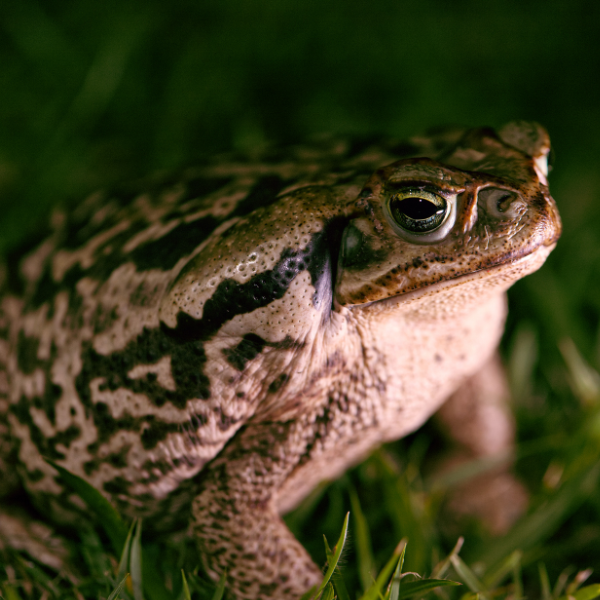 Desert Rain Frog