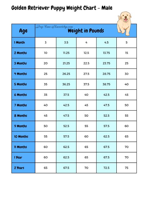 Male golden retriever weight chart