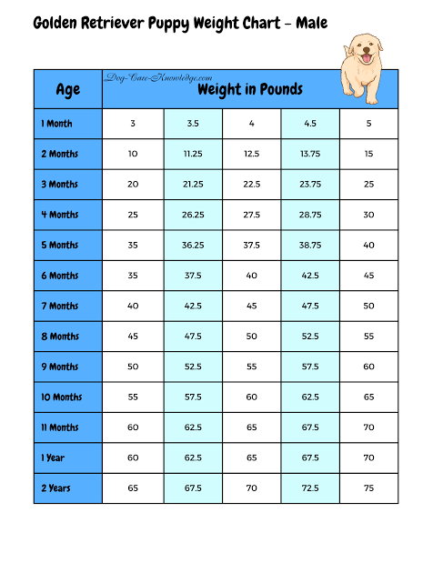 Golden Retriever Growth & Weight Chart - Puppy And Adult (2024)