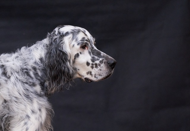 english setter, dog, pet