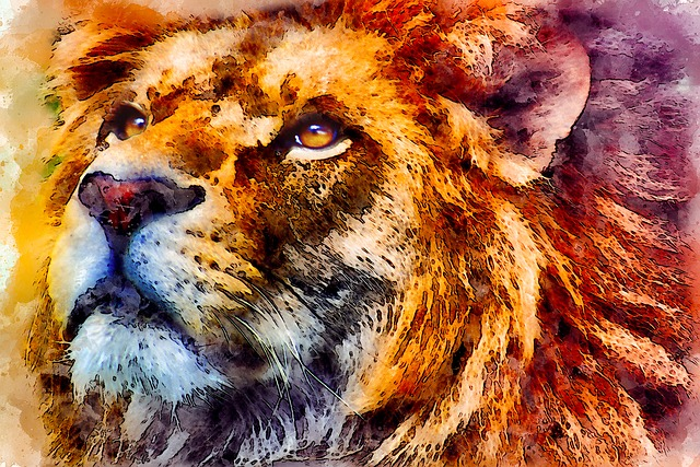 lion, wild, portrait