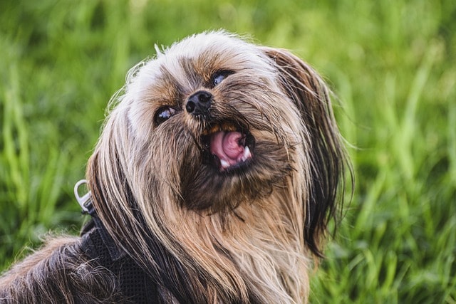 dog, terrier, pet, yorkshire, chew, animal, wolf down, bite, domestic animal, cute