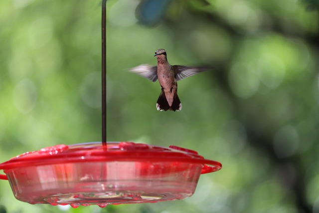 Where Is The Best Place To Hang A Hummingbird Feeder