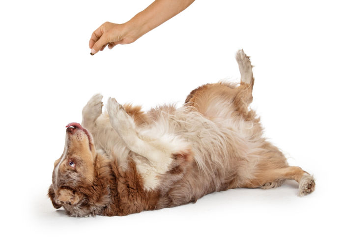 Dog on his back with his owner holding a treat above him - teach a dog to roll over