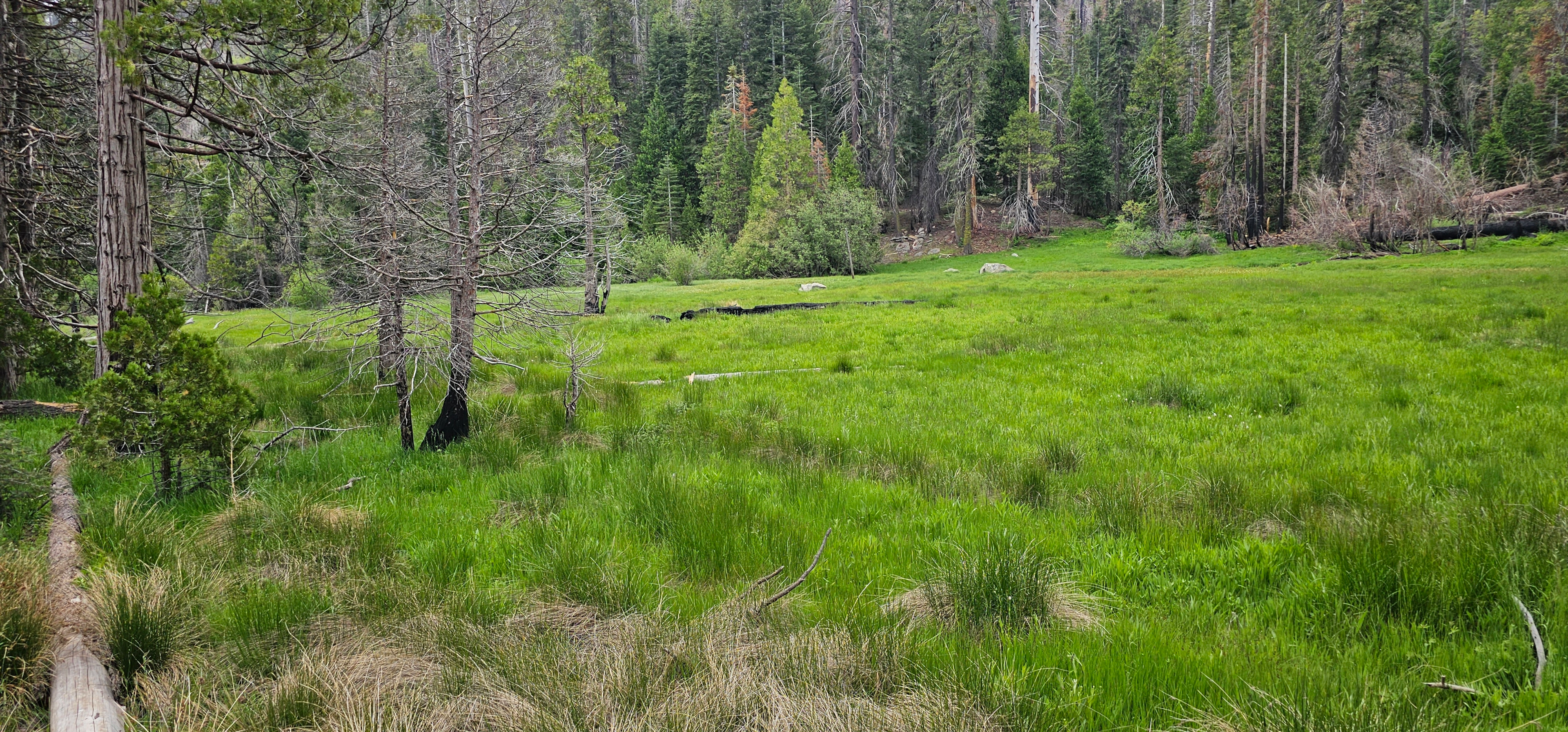 Long Meadow in Sequoia National Forest