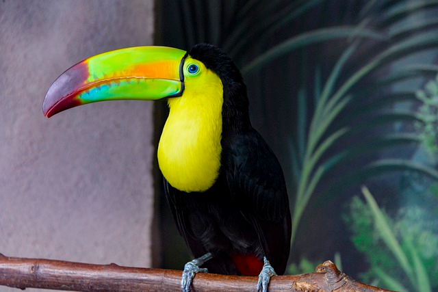 keel-billed toucan, bird, animal