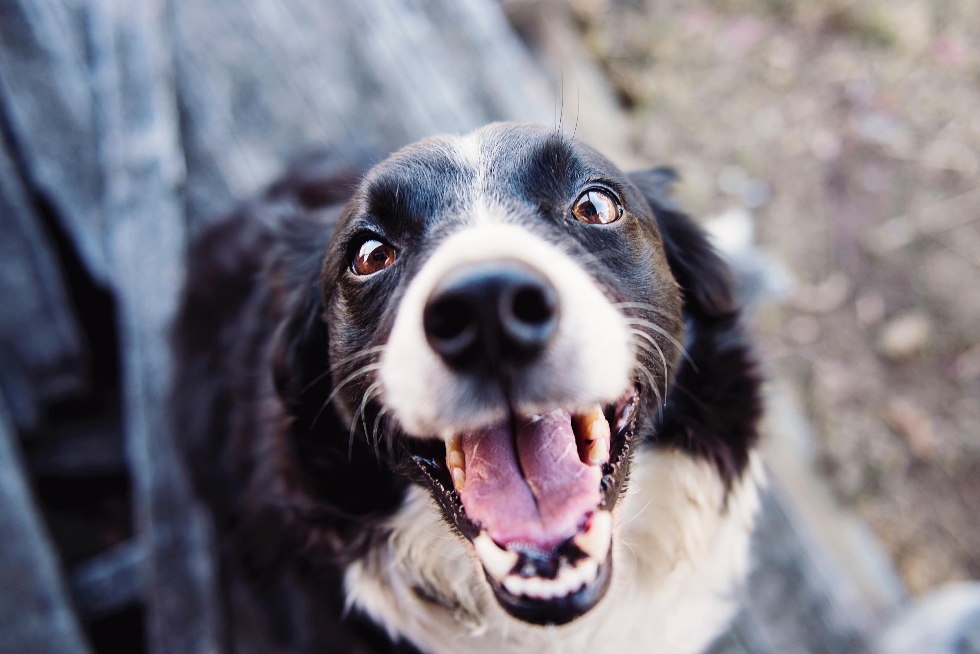 Dogs are scavenging carnivores.