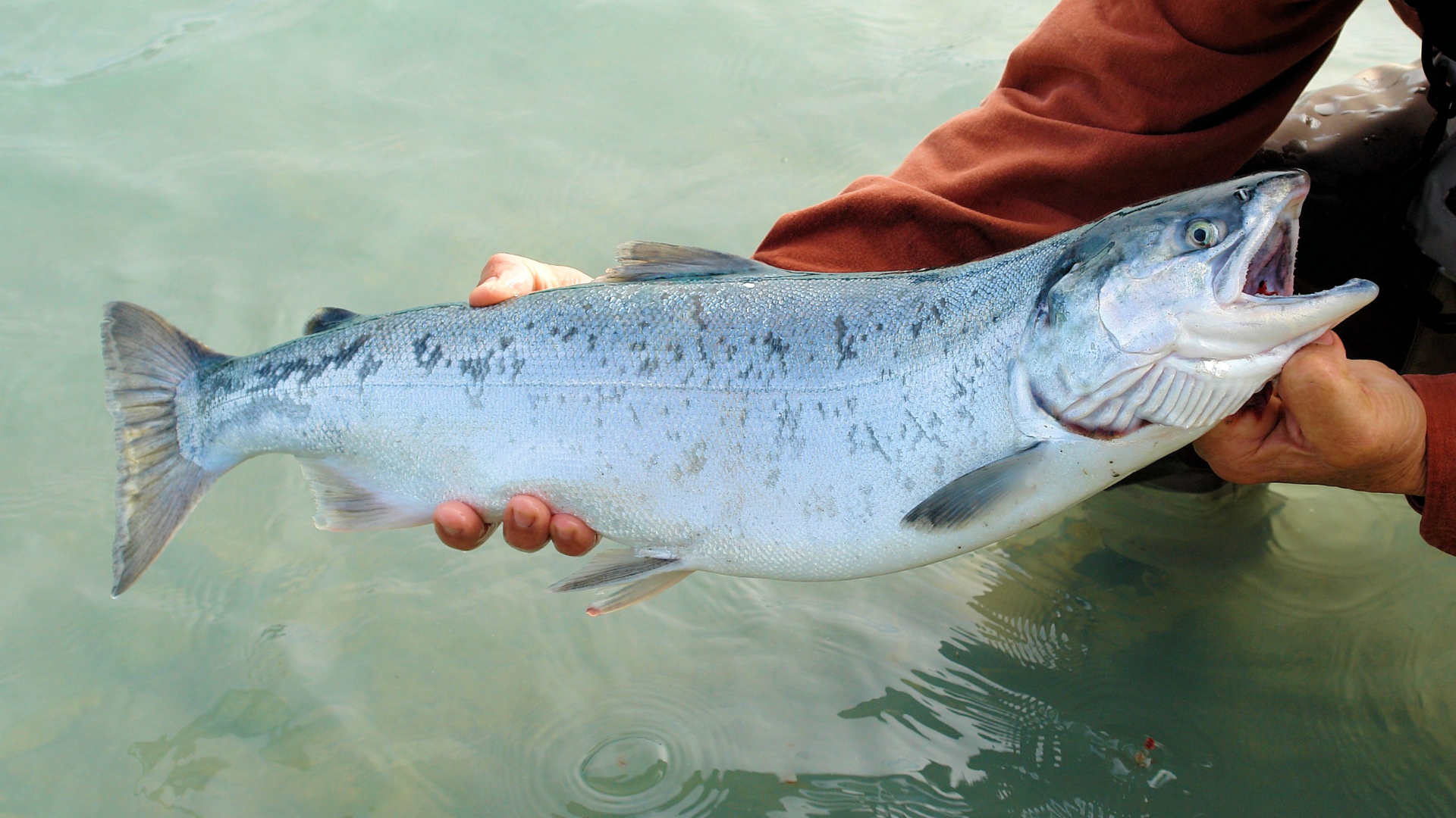 Lachsöl Hund, Lachs